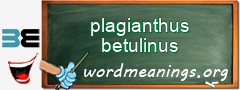 WordMeaning blackboard for plagianthus betulinus